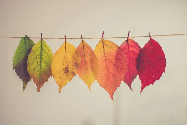 Seven leaves pegged along a string, turning from green through yellow and orange to deep red.